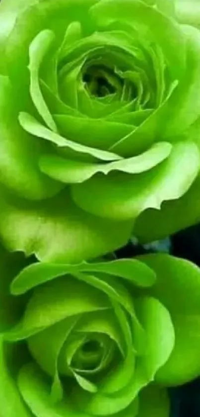 Vibrant green roses mobile wallpaper with lush, detailed floral design.