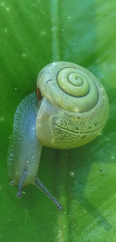 Close-up of a snail on a vibrant green leaf wallpaper.