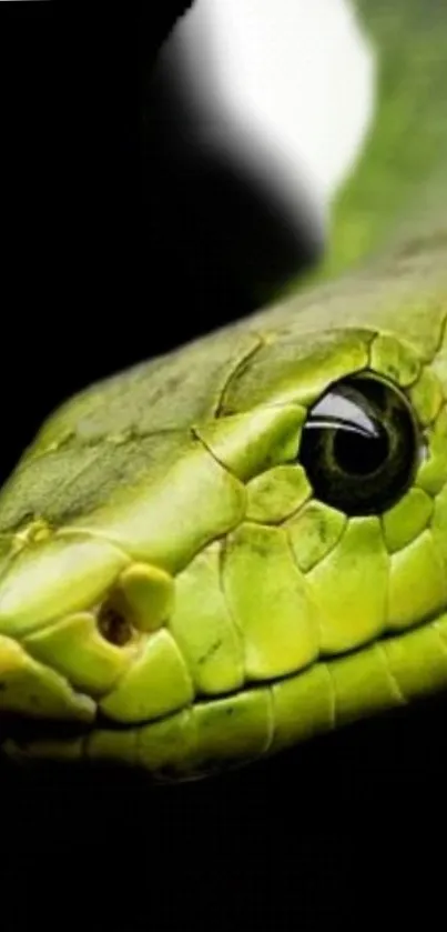 Vibrant green snake close-up on black background.