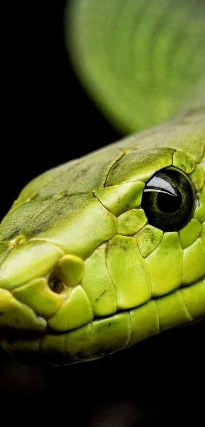 Close-up of a vibrant green snake showcasing its textured scales.