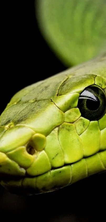 Close-up of a vibrant green snake against a dark background.