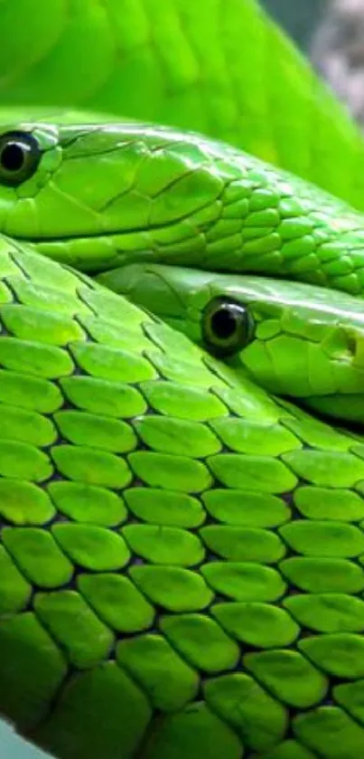 Close-up of a vibrant green snake with detailed scales.