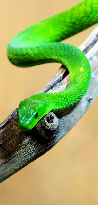 Green snake coiled on a weathered branch.