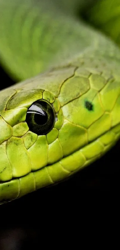 Close-up of a vibrant green snake on black background.