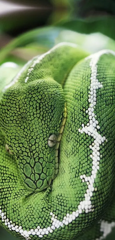 Vibrant green snake coiled in nature, perfect for phone wallpaper.