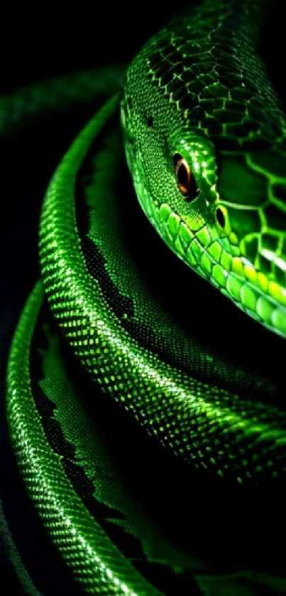 Vivid green snake coiled with a striking, vibrant appearance.