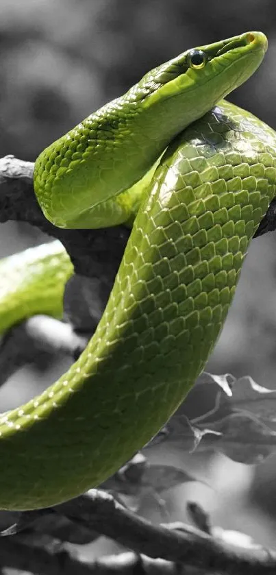 Vibrant green snake coiled on tree branch in natural setting.