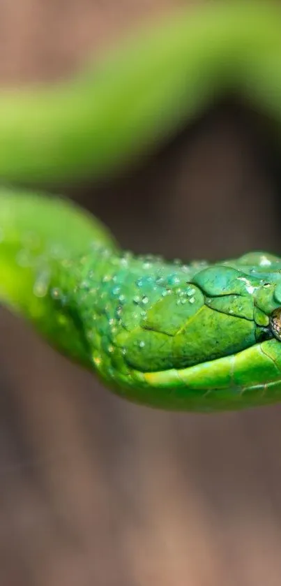 A striking green snake in focus against a blurred natural background.