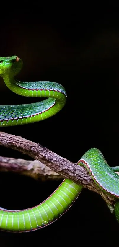 Vibrant green snake on a branch against a dark background.