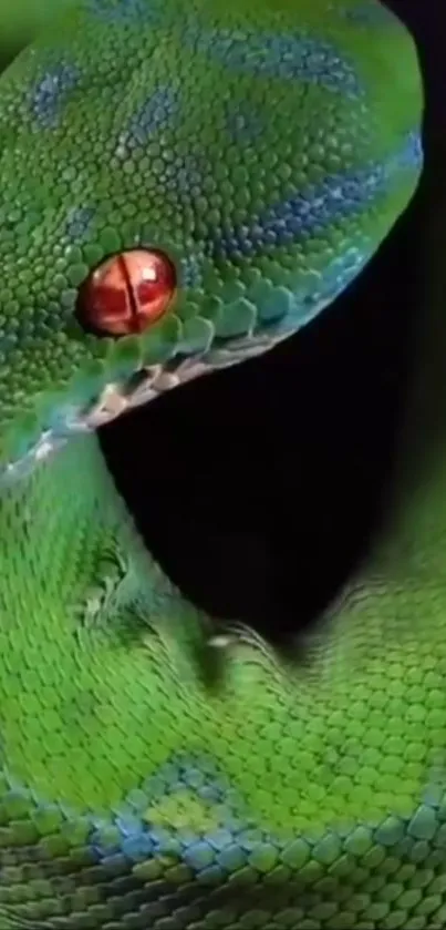 Close-up of a green snake with red eyes on a dark background.