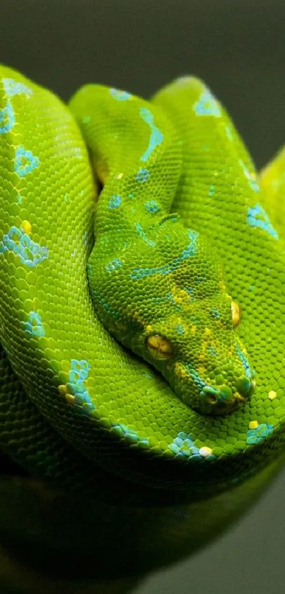 Vibrant green snake coiled neatly on display.