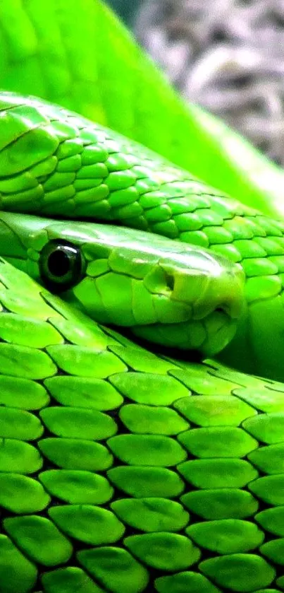 Close-up of a vibrant green snake with detailed scales for mobile wallpaper.