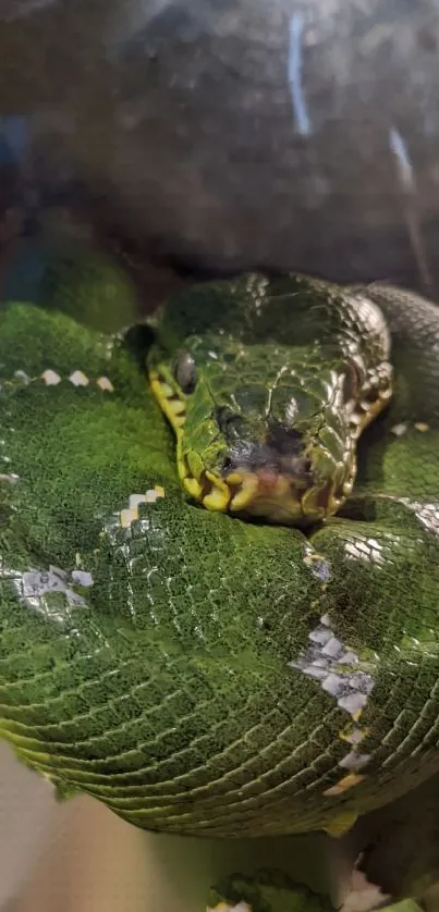 Close-up of a coiled green snake with detailed scales.