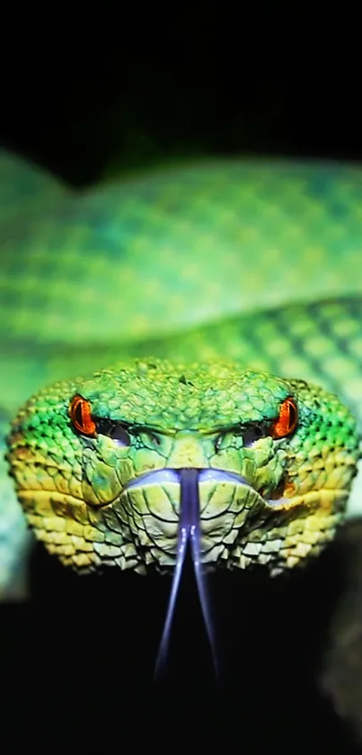 Close-up of a vibrant green snake with intense eyes and detailed scales.