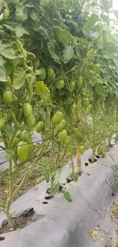 Lush green tomato vines with fresh produce.