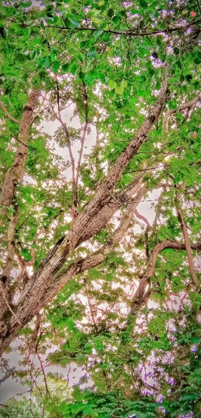 Lush green tree canopy under a bright sky.