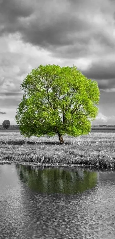 Vibrant green tree with reflection in black and white background wallpaper.