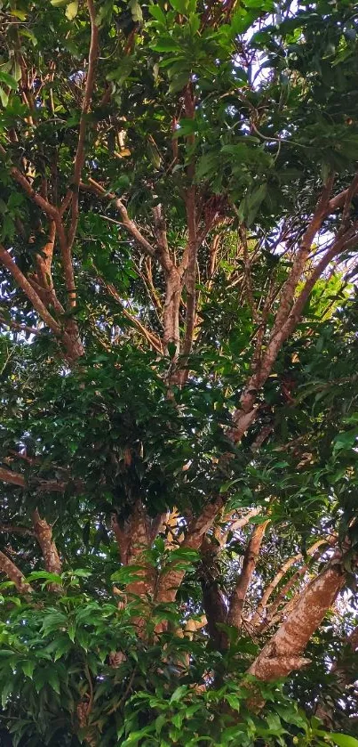 Vibrant green tree with lush foliage.