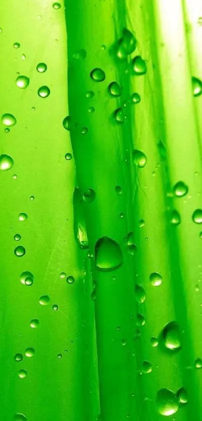 Vibrant green mobile wallpaper with water droplets on a glass surface.