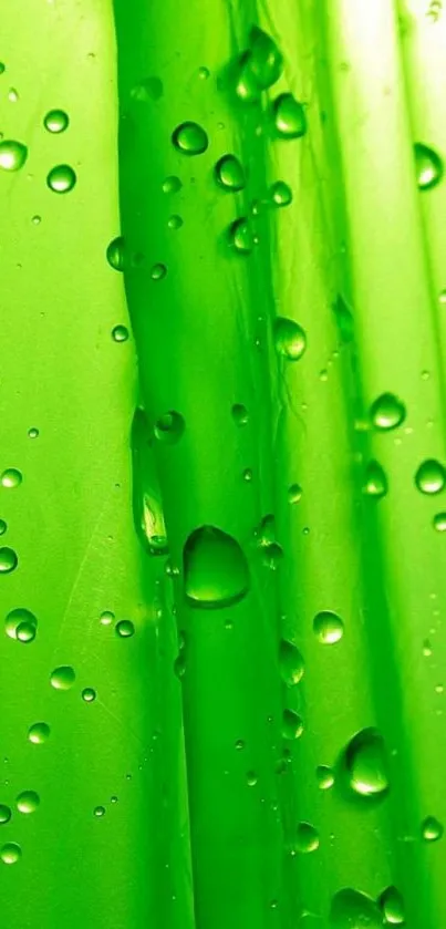 Lime green wallpaper with water droplets.