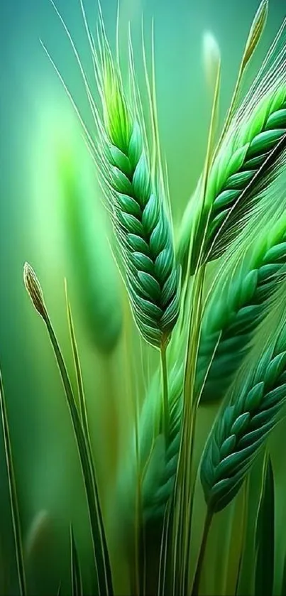 Close-up of green wheat stalks on a blue background.