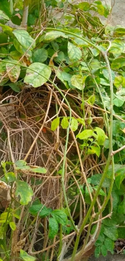 Lush green foliage with entwined vines.