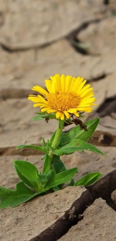 Yellow flower thriving on cracked dry soil.