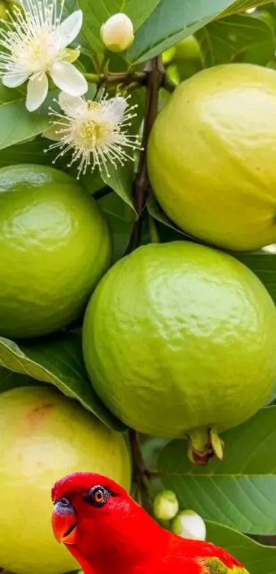 Green guavas with a red bird and white flowers.