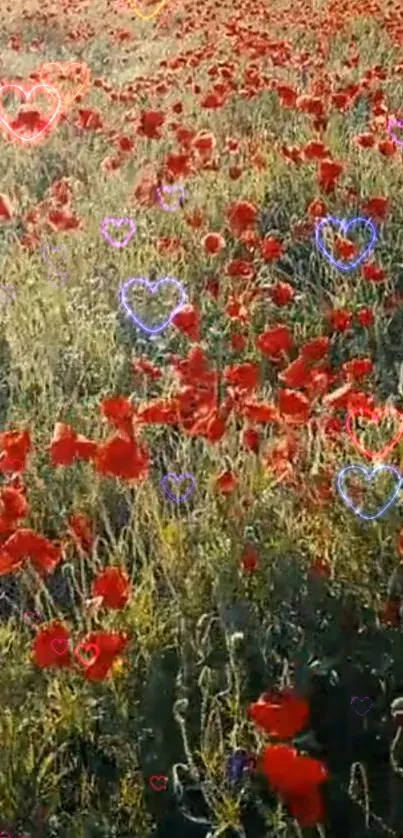 Field of red poppies with glowing hearts mobile wallpaper.