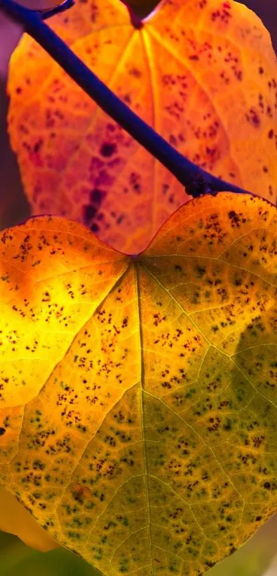 Heart shaped leaf wallpaper with rich yellow and orange hues.