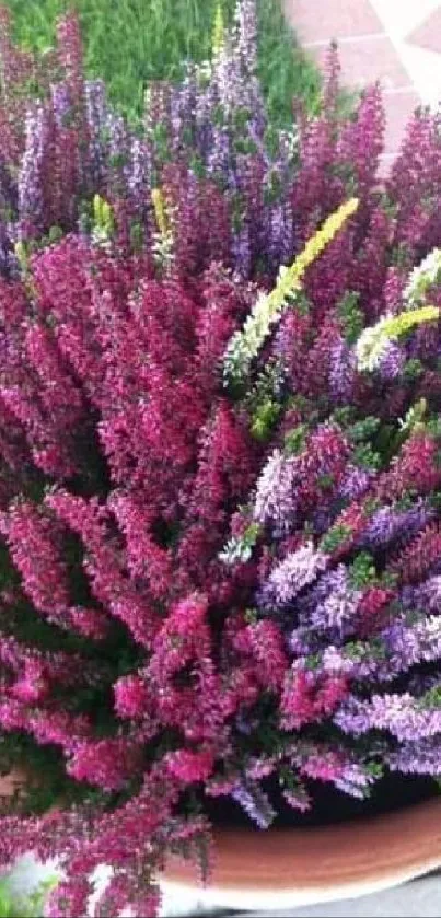 Vibrant purple and green heather flower arrangement in a garden.