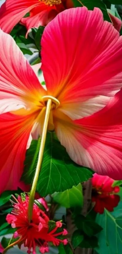 Vibrant pink hibiscus flower with lush green leaves.