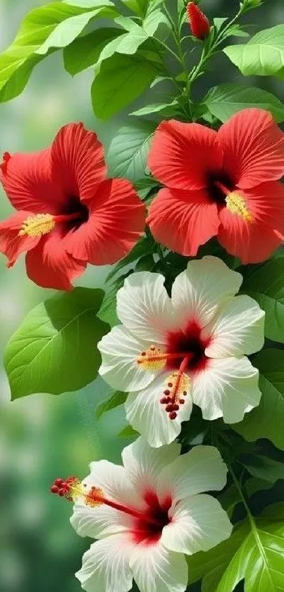 Vibrant red and white hibiscus flowers with green leaves.
