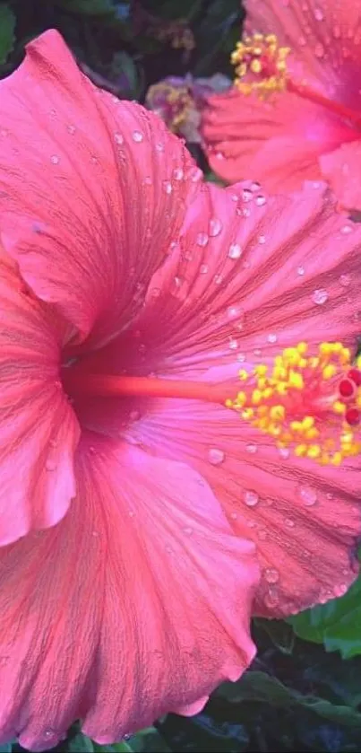 Vibrant pink hibiscus flowers with raindrops and green leaves.