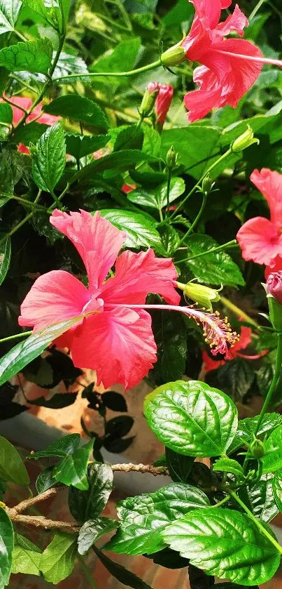 Vibrant pink hibiscus flowers with lush green leaves.