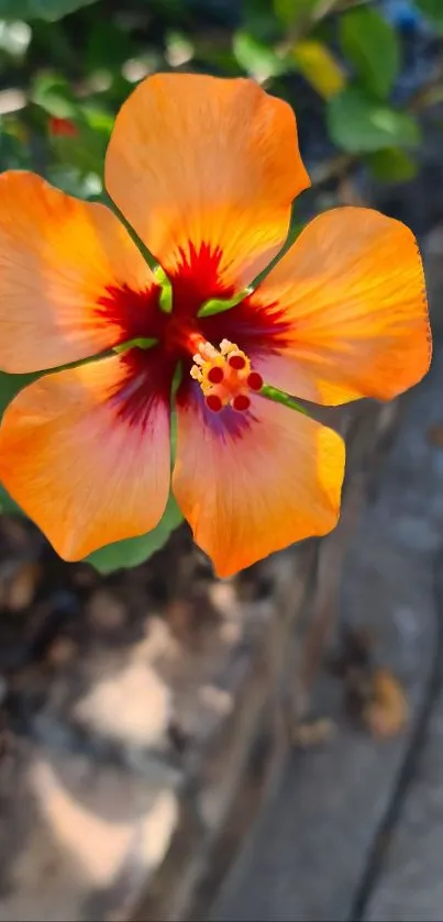 Orange hibiscus flower with green leaves background.