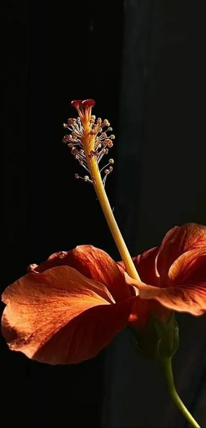 Close-up of a vibrant orange hibiscus flower against a dark background.