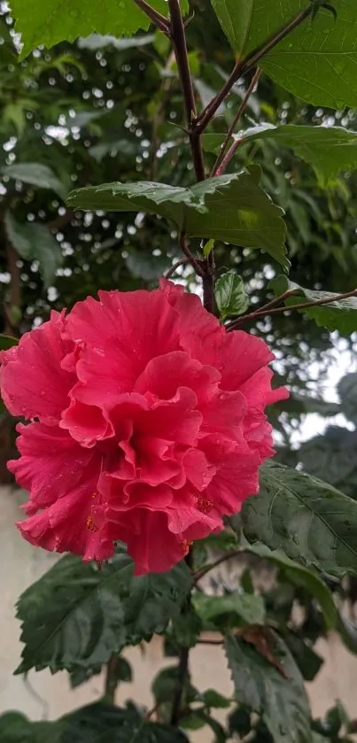 Vibrant pink hibiscus flower with green leaves, ideal mobile wallpaper.