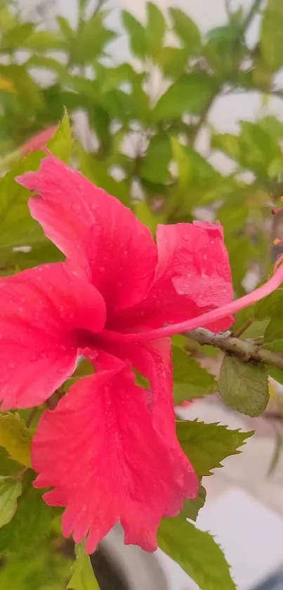 Vibrant pink hibiscus flower with green leaves.