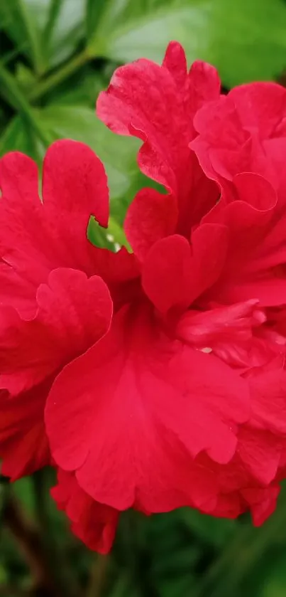 Vibrant red hibiscus flower with green leaves.