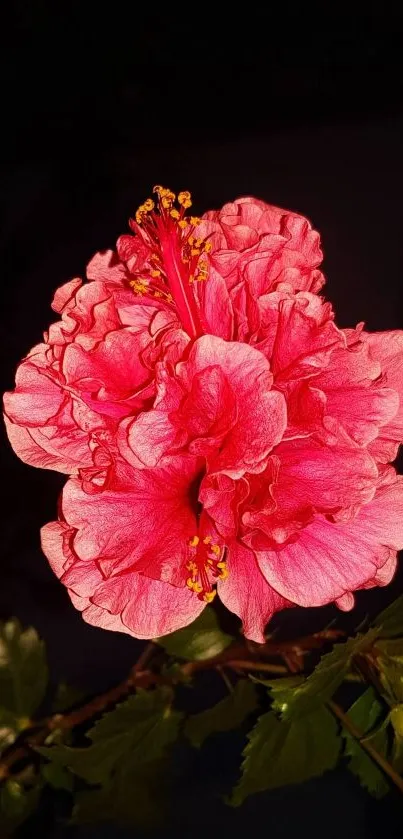 Vibrant pink hibiscus flower on dark background with green leaves.