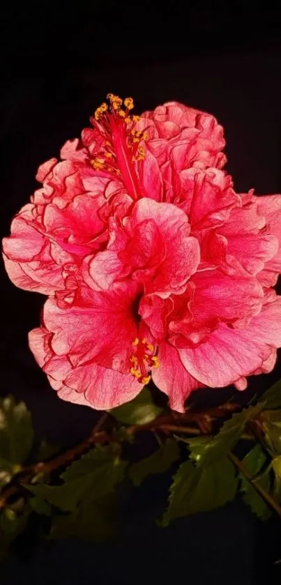 Vibrant pink hibiscus flower on a dark background.