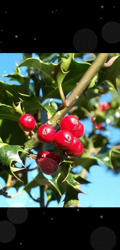 Close-up of vibrant red holly berries and green leaves.