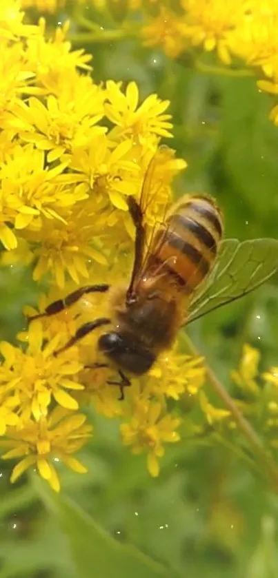 A vibrant honey bee on yellow flowers in lush green surroundings.