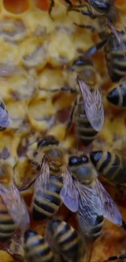 Close-up of bees on a vibrant honeycomb.