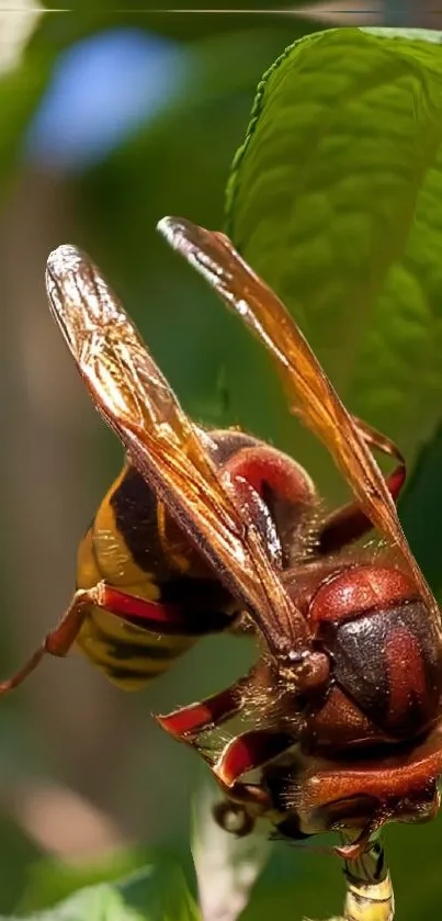 Close-up of a hornet on a vibrant green leaf with intricate details.