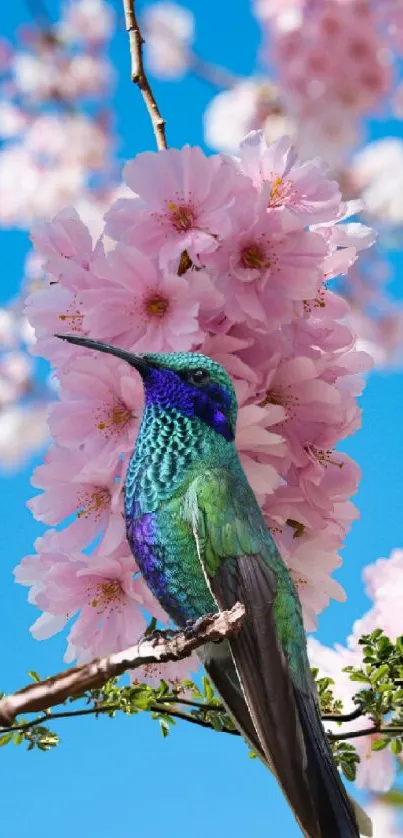 Vibrant hummingbird perched among pink cherry blossoms.