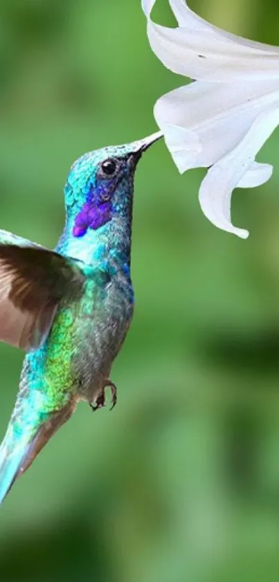 Hummingbird sipping nectar from white flower.