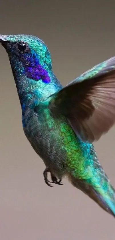 Vibrant turquoise hummingbird in flight, showing colorful feathers.