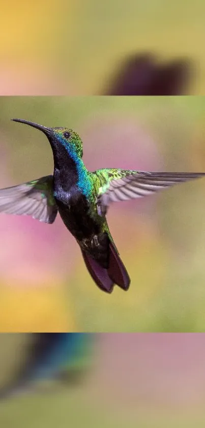 Hummingbird in flight with vibrant green and purple plumage, set against a blurred background.